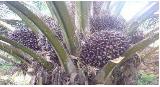 Gambar 1.1 Kelapa Sawit 