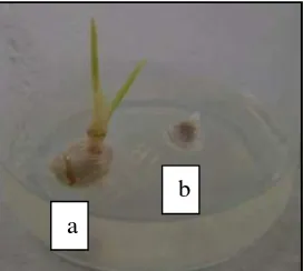 Gambar 5  Pertumbuhan eksplan tunas apikal (a) dan tunas lateral (b) berumur 1  minggu setelah inisiasi (msi) 
