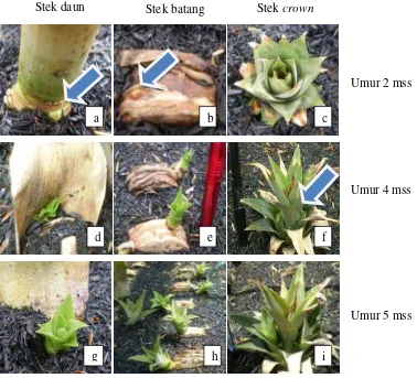 Gambar  7  Stek daun (a), stek batang (b), dan stek crown (c) berumur 2 minggu setelah semai (mss); stek daun (d), stek batang (e), crown (f) berumur 4 mss; stek daun (g), stek batang (h), crown (i) berumur 5 mss