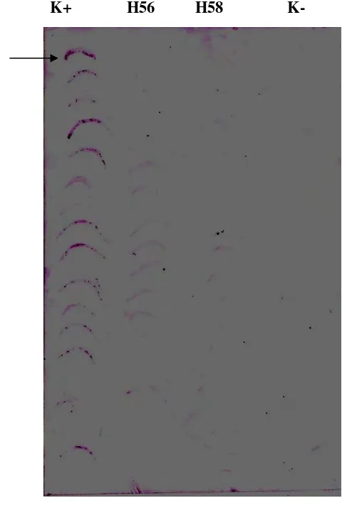 Gambar 9  Membran hasil deteksi PMWaV-1 dengan metode TBIA. Daun stek kontrol positif (K+), daun stek kontrol negatif (K-),  daun stek tanaman sakit yang diberi perlakuan suhu 56 ºC (H56), daun dari stek tanaman sakit yang diberi perlakuan air panas 58 ºC 