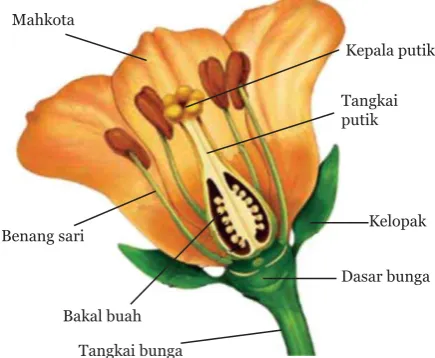 Gambar 2.12. Ada pula bunga tumbuhan yang tidak 