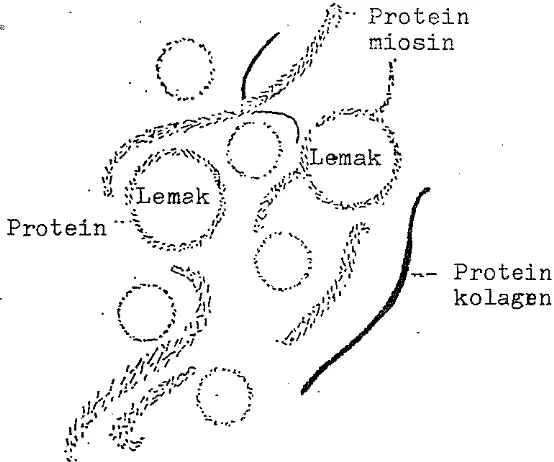 Gambar 2. Skema emulsi sosis dengan protein yang 