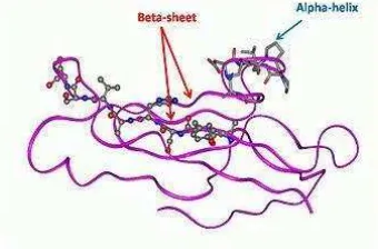 Gambar 1. Struktur sekunder  beta-sheet dan alpha-helix protein 