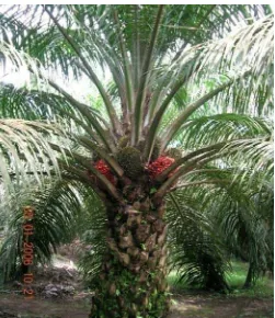 Gambar 1. Tanaman kelapa sawit komersial yang telah berbuah, yang merupakan persilangan antara dura x pisifera (DxP) dengan tetua pisifera yang digunakan berasal dari Nigeria