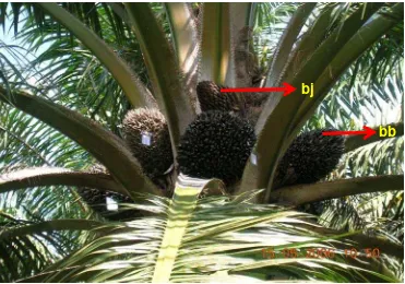 Gambar 3. Gambar bunga jantan dan bunga betina kelapa sawit. (a) Tandan bunga jantan kelapa sawit yang sedang antesis dan (b) Tandan bunga betina kelapa sawit yang siap diserbuki