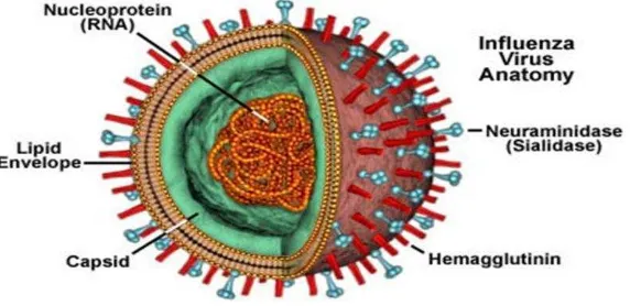 Gambar 1. Virus Avian influenza. 