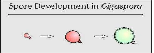 Gambar 5. Proses perkembangan spora pada Gigaspora (Invam, 2013). 