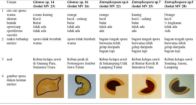 Tabel 1. Deskripsi lima jenis fungi mikoriza arbuskular yang digunakan pada penelitian 