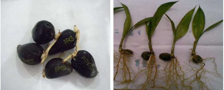 Gambar 8. Benih kelapa sawit yang telah berkecambah/germinated seed (kiri) dan   bibit kelapa sawit berumur 4 minggu yang siap dipindahkan  ke    pre-nursery (kanan)