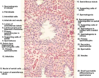 Gambar 4.   Gambaran histologi tubulus seminiferus testis mamalia  (potongan transversa) (Bloom dan Fawchet, 2002)  