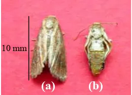 Gambar 3   Larva yang terserang oleh patogen serangga 
