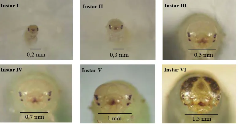Gambar 7   Perkembangan  kapsul kepala larva S.  pectinicornis instar I,  II,   III,                      IV, V dan VI 