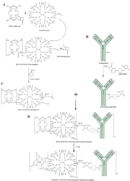 Fig. 1 etrastuzumab; D. Synthesis reaction scheme: A. DOTA-PAMAM G3.0-sulfhydryl B. Trastuzumab-maleimide; C