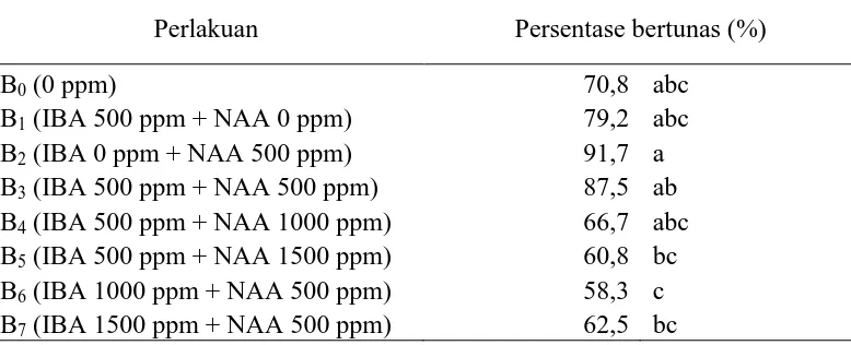 Tabel 2. Persentase bertunas (%) setek tanaman buah naga pada berbagai kombinasi IBA dan NAA 