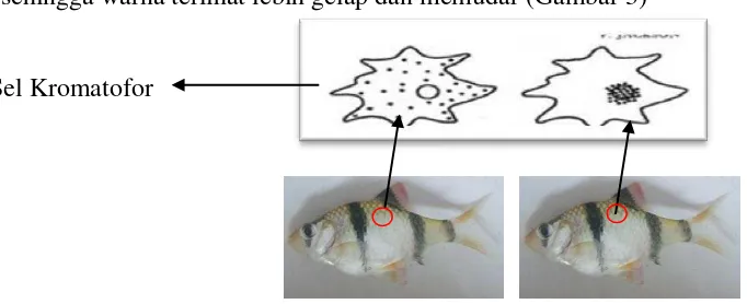 Gambar 3. Letak dan Bentuk Sel Kromatofor Pada Ikan 