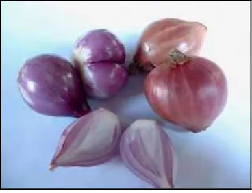 Gambar 1.  Bawang merah 