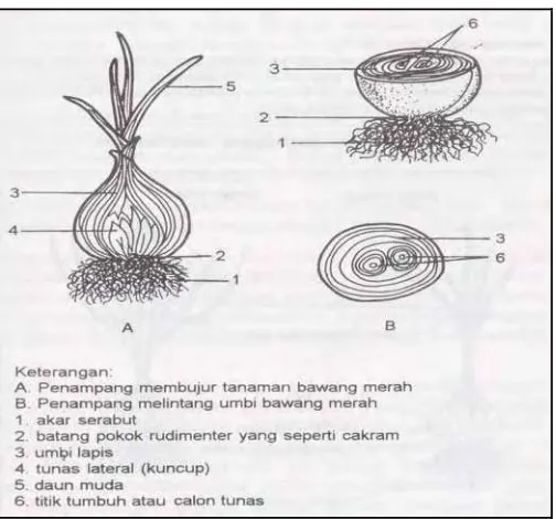 Gambar 2. Penampang membujur dan melintang umbi bawang merah (Rahayu dan Berlian, 1998)  