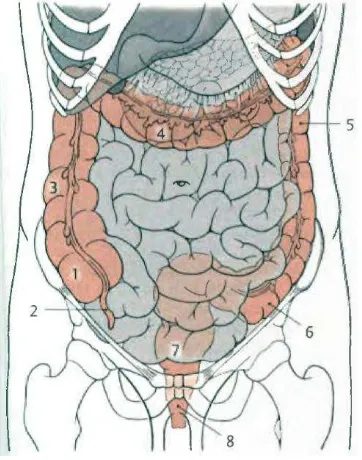 Gambar 2.1 Posisi dari usus besar. (1) sekum. (2) apendiks vermiformis. (3) ascending colon