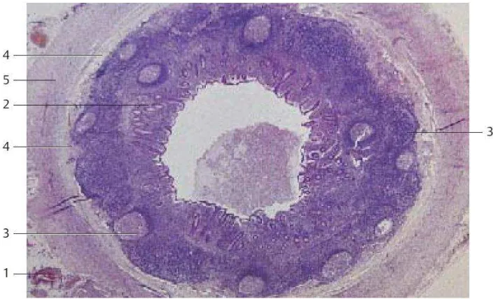 Gambar 2.3 Histologi Apendiks dengan pewarnaan Hematoxylin-Eosin(1) (4) Tela submucosa