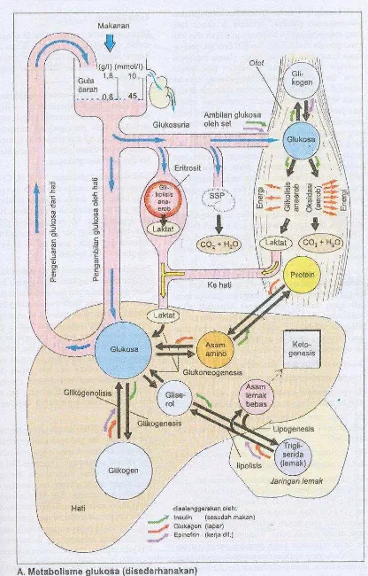 Gambar 3. Metabolisme Glukosa   (Silbernagl, 2006) 
