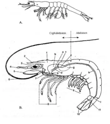 Gambar 2. Bagian-bagian tubuh udang windu (Sutaman, 1993) 