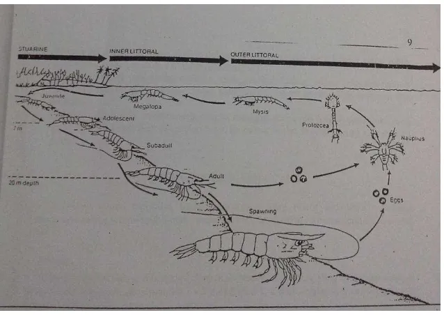 Gambar 3. Siklus hidup udang windu (Penaeus monodon)  