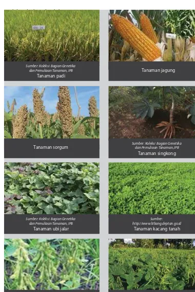 Gambar 3.1  Berbagai jenis tanaman pangan yang tumbuh di negara Indonesia