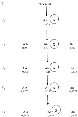 Gambar 1. Proporsi  Heterozigot dan Homozigot pasa satu lokus dengan Dua Allele yang berbeda 