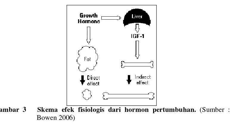 Gambar 3   Skema efek fisiologis dari hormon pertumbuhan.  (Sumber : 