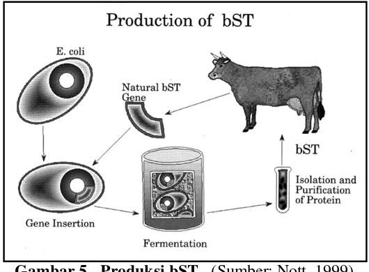 Gambar 5   Produksi bST.  (Sumber: Nott  1999) 