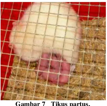 Gambar 7   Tikus partus. 