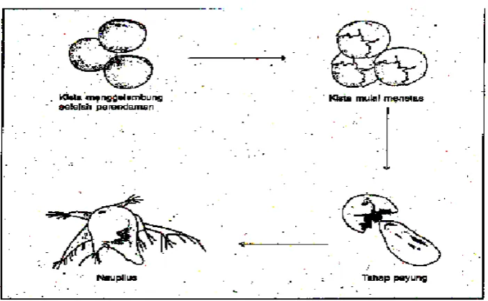 Gambar 2. Tahap penetasan Artemia salina Leach 