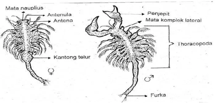 Gambar 4. Artemia salina Lech dewasa 