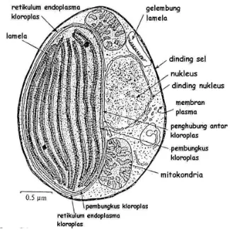 Gambar 3. Sel Nannochloropsis sp. (perbesaran 100x) 
