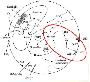Gambar 6. Proses perombakan nitrat dari luar tubuh menjadi protein dalam tubuh (lingkaran merah) (Reynolds, 2006)  