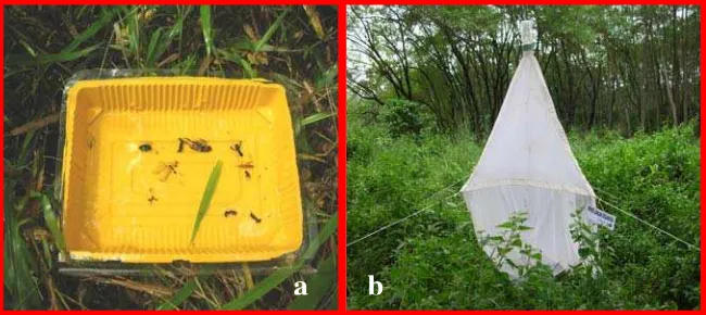 Gambar 2 Perangkap yang dipakai dalam penelitian; a. perangkap nampan kuning (yellow pan trap), b