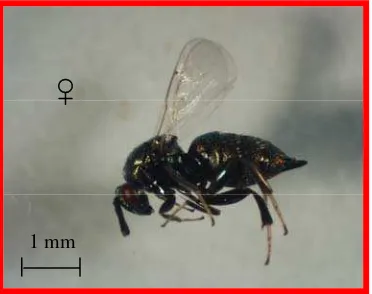 Gambar   8 Parasitoid Famili Ormyridae yang berasosiasi dengan 