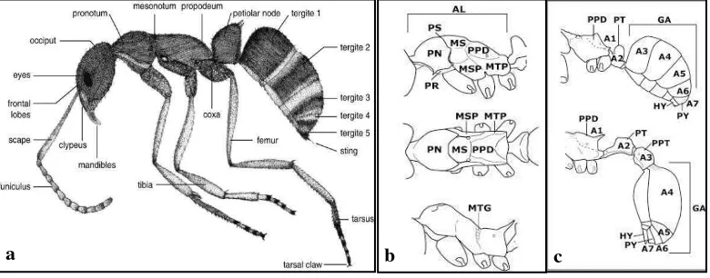 Gambar 1. a. Struktur tubuh semut (Sumber : http://belaijo.blogspot.com/2012/04/ semut.html); b