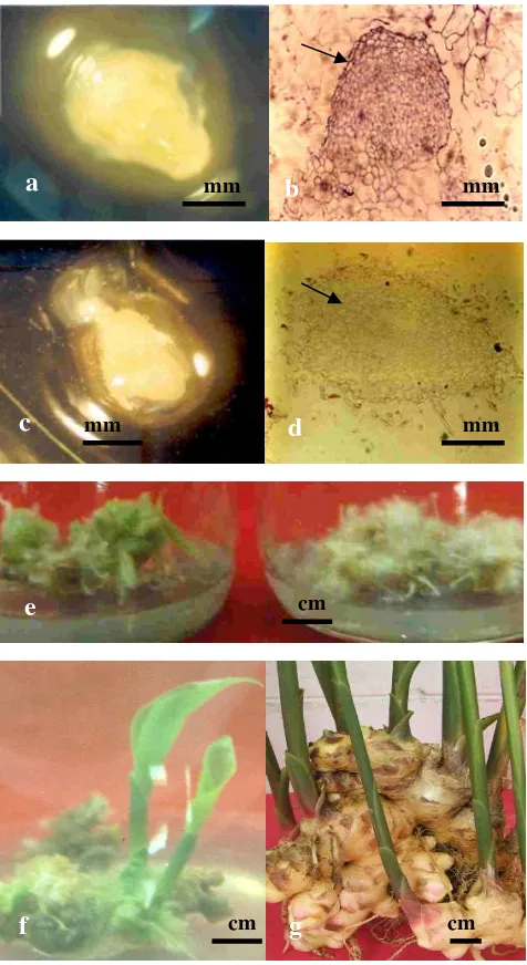Gambar 3.Proses pertumbuhan embriogenesis somatik kultur meristem jahe.    a. Bentuk embrio globular jahe (4 minggu setelah disubkultur ke media             proliferasi)