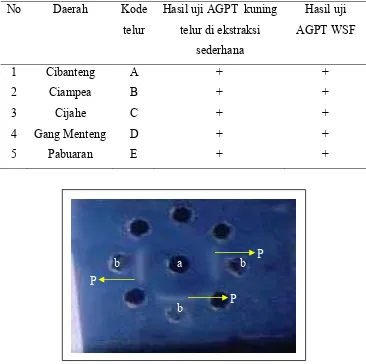 Gambar 5 Reaksi positif dari uji AGPT, (P) garis presipitasi, (a) antigen 