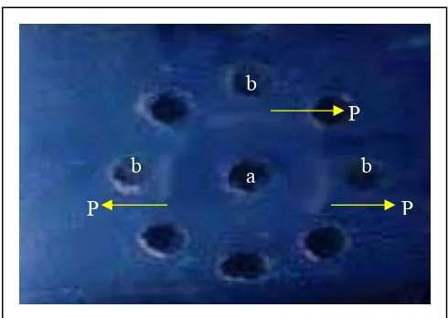 Gambar 6 Reaksi positif dari uji AGPT, (P) garis presipitasi, (a) antigen 