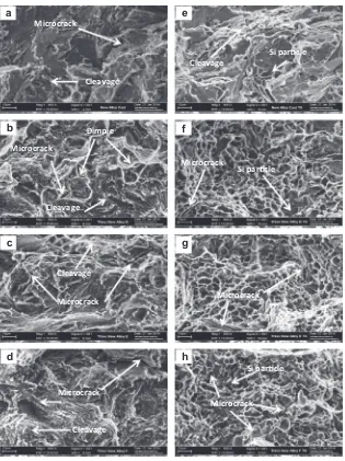 Fig. 14. SEM fractographs obtained for Al–5Si–Cu alloys (a) as-cast alloy A (0.5 wt%Mg), (b) thixoformed alloy A (0.5 wt%Mg), (c) thixoformed alloy B (0.8 wt%Mg), (d)thixoformed alloy C (1.2 wt%Mg), and in T6 condition (e) as-cast alloy A (0.5 wt%Mg), (f) thixoformed alloy A (0.5 wt%Mg), (g) thixoformed alloy B (0.8 wt%Mg) and (h)thixoformed alloy C (1.2 wt%Mg).