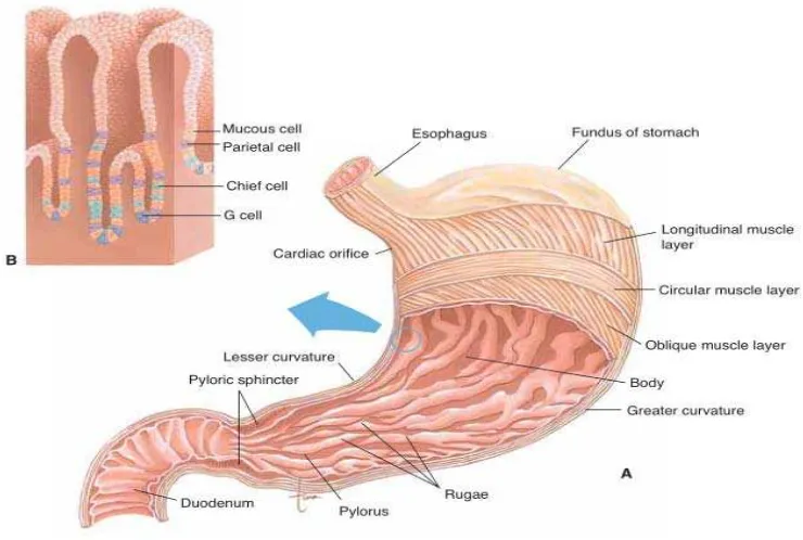Gambar 2.1 Anatomi lambung.   Keterangan: (A) Tampilan   depan   lambung. Dinding   lambung   dipotong untuk  menunjukkan lapisan otot dan kerutan mukosa