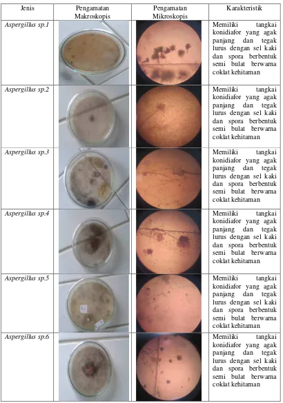 Tabel 4. Penampakan isolat fungi selulolitik secara makroskopik dan mikroskopik serta karakteristik 