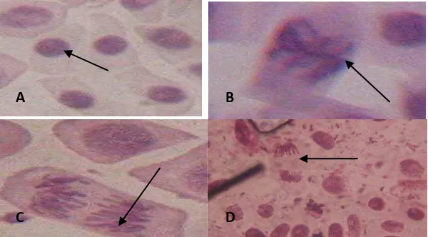 Gambar 7. Fase-fase pembelahan mitosis : profase (A),  metafase (B), anafase (C) (Ernawiati, 2009), dan  telofase (D) (Ernawiati, 2007) 