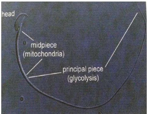 Gambar 5. Morfologi Normal Spermatozoa Mencit ( Rugh,1968 ). 