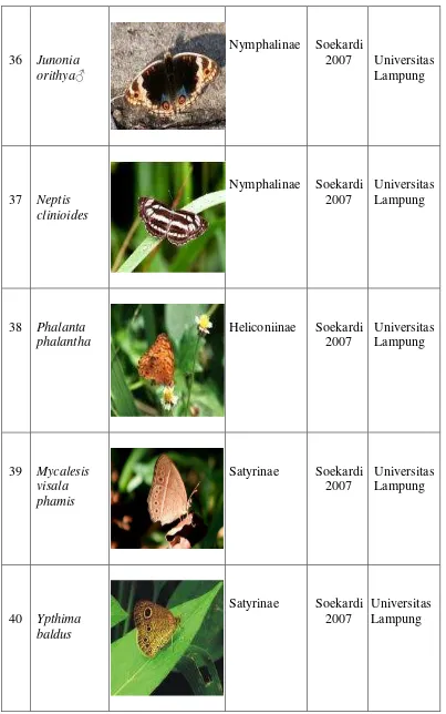 Tabel 1. Spesies kupu-kupu Nymphalidae … (lanjutan) 