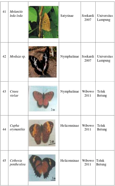 Tabel 1. Spesies kupu-kupu Nymphalidae … (lanjutan) 