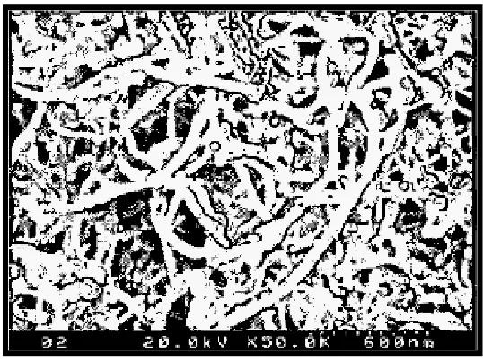 Figure 2.2 Multi-walled carbon nanotubes in microscope with 600 nanometer  