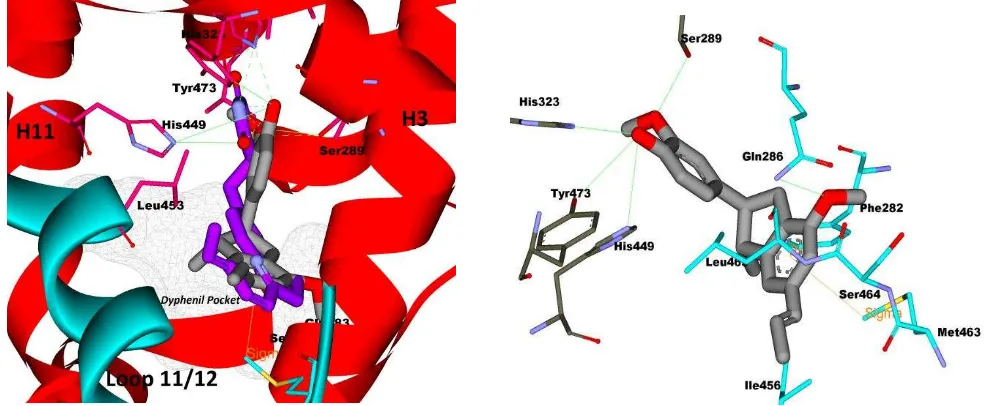 Fig. 4: Binding interaction of macelignaninti PPAR. (a) Macelignan imposed against TZD in same position, (b) hydrogen bond interaction (green colored line) of macelignan and hydrogen bond network of PPAR(His323, Tyr473, His449, and Sr289) and hydrophobic